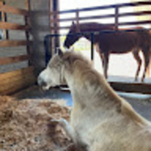 Meet your Posher, Quinn